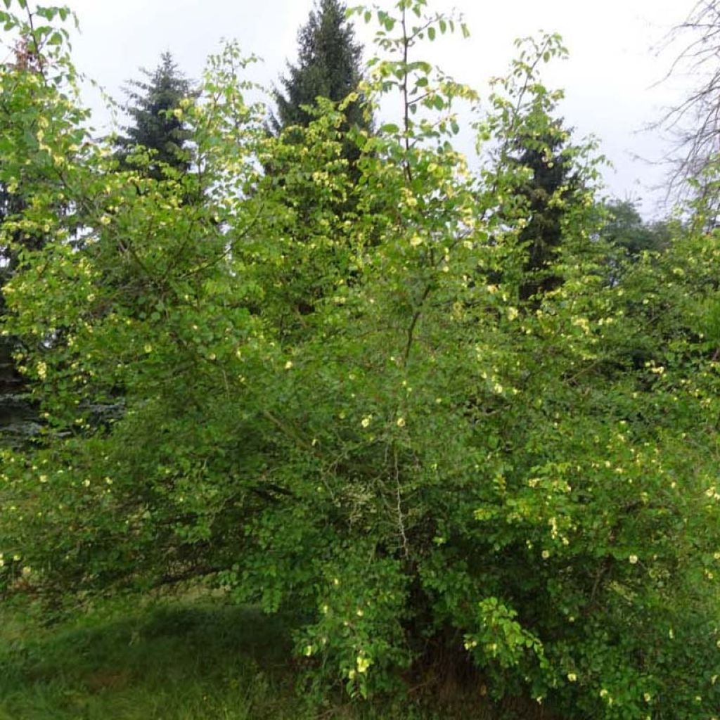 Paliurus spina-christi - Marruca