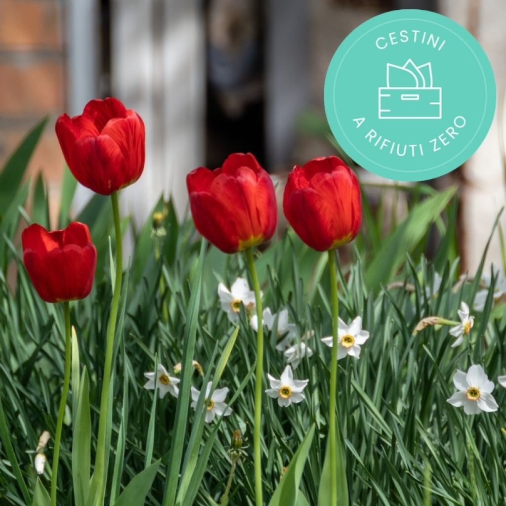 Cestino per bulbi anti-spreco