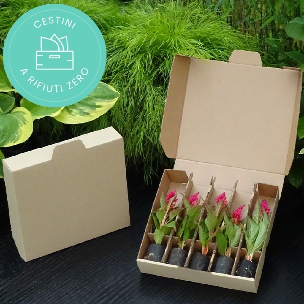 Panier Bons Plants spécial bisannuelles