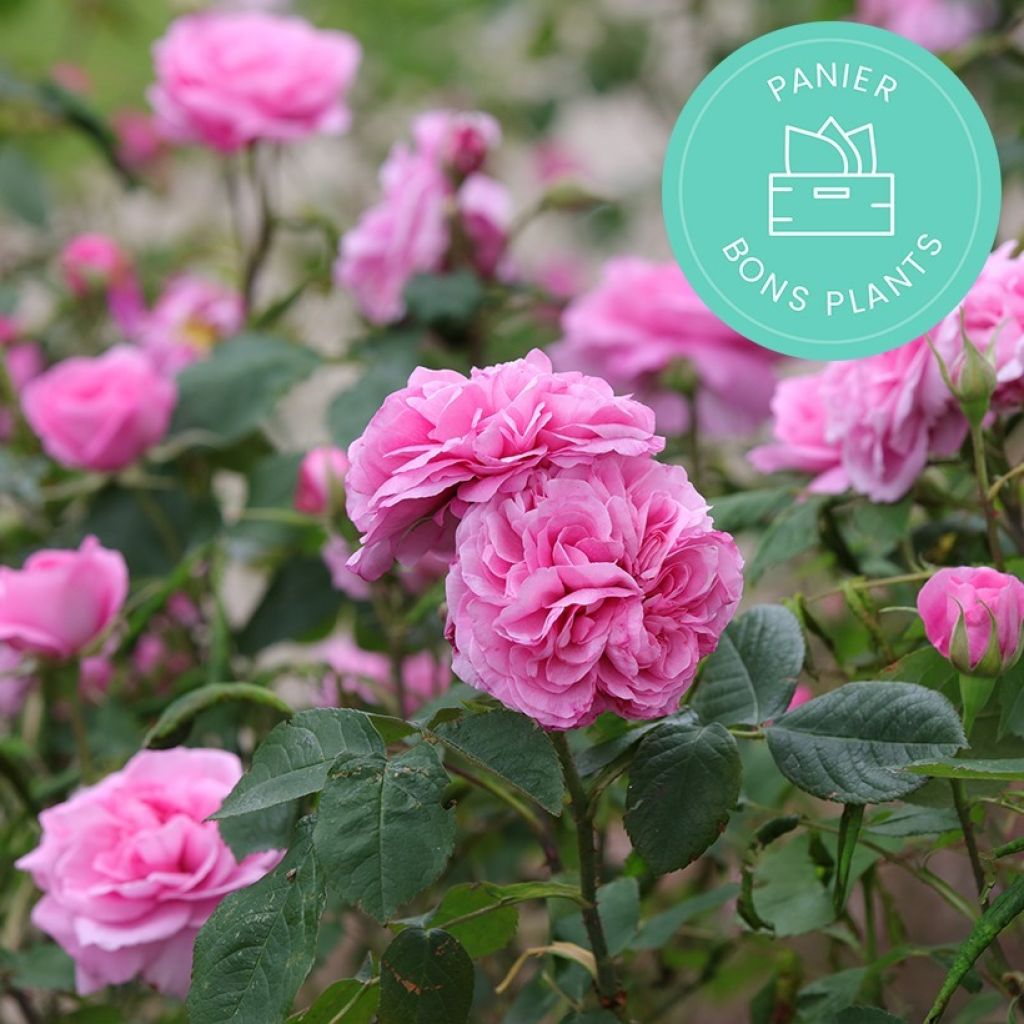 Cestini antispreco di Rose di Promesse de fleurs