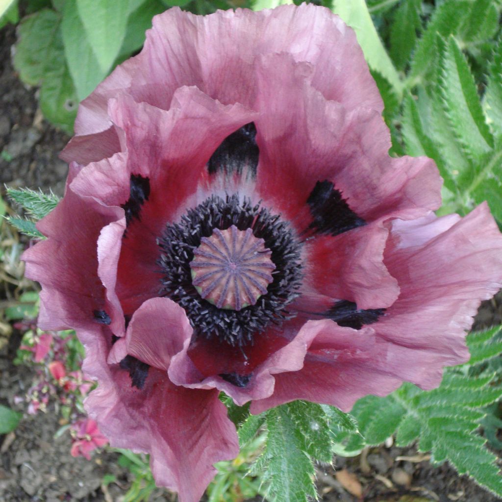 Papaver orientale Patty's Plum