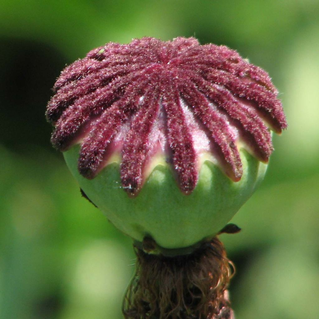 Papaver orientale Patty's Plum