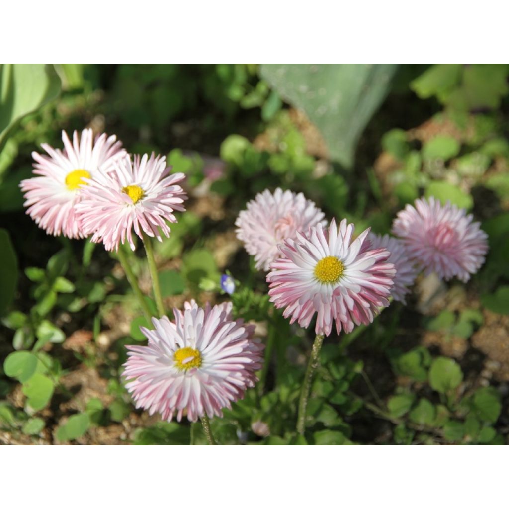 Bellis perennis Tasso Strawberries & Cream - Pratolina comune