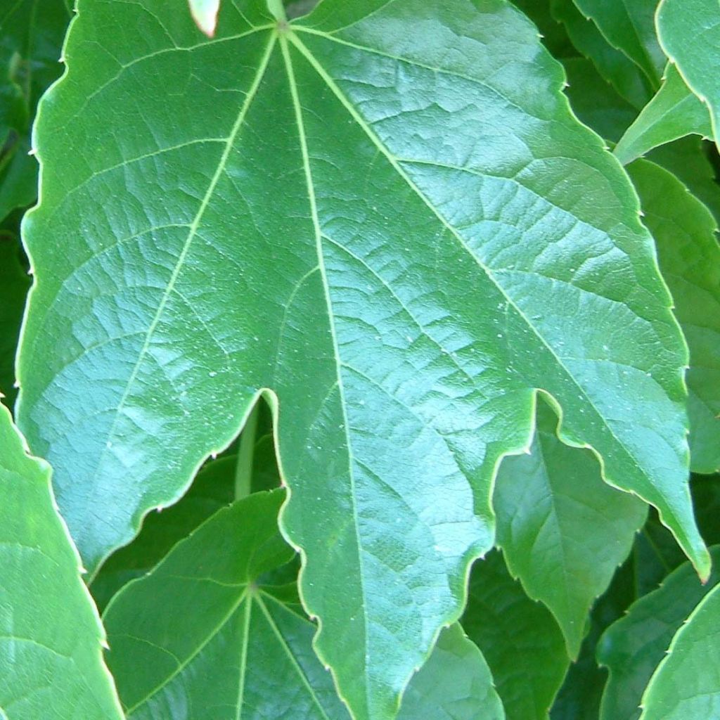 Parthenocissus tricuspidata Green Spring