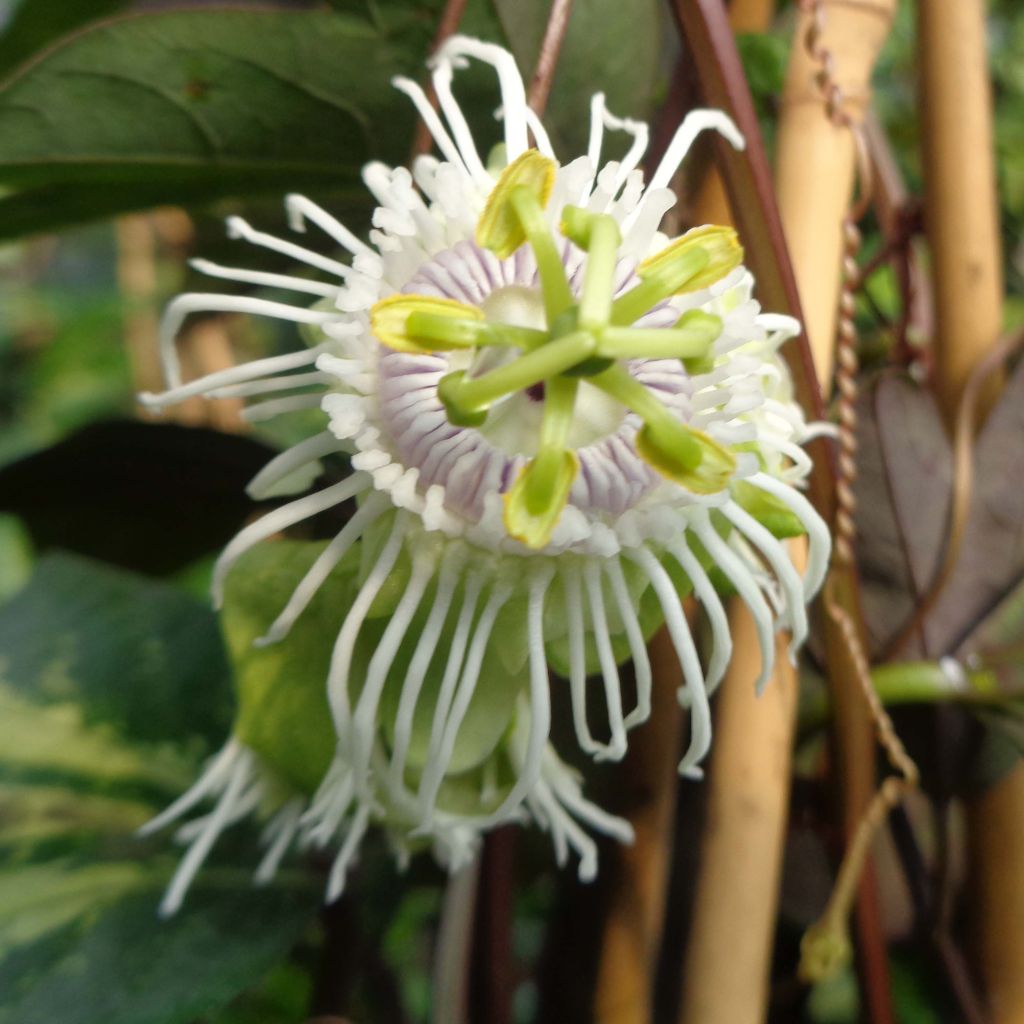 Passiflora edulis - Maracujá