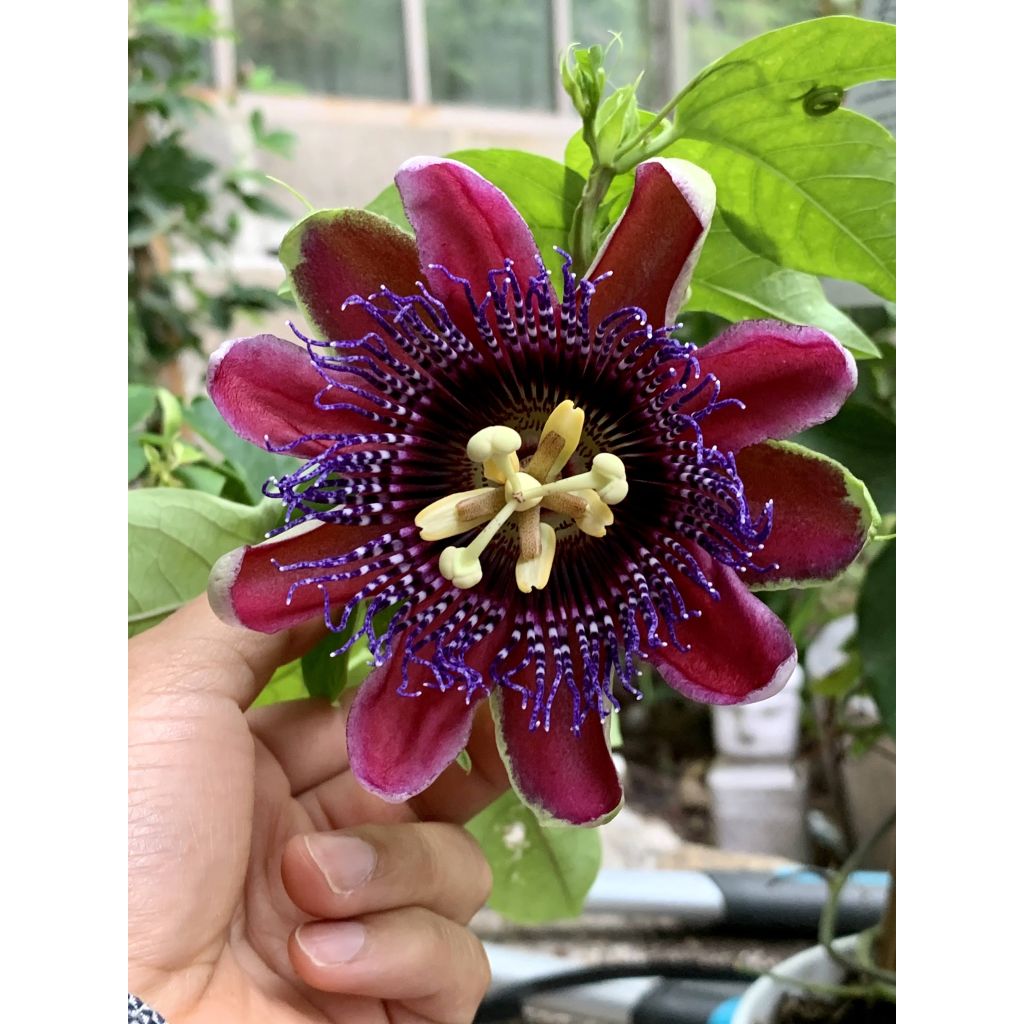 Passiflora Marijke