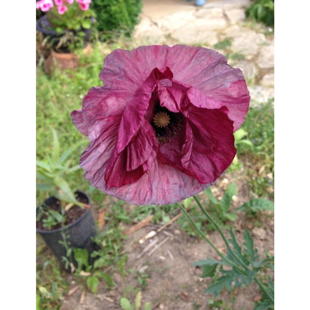 Papavero comune Burgundy Bigalow