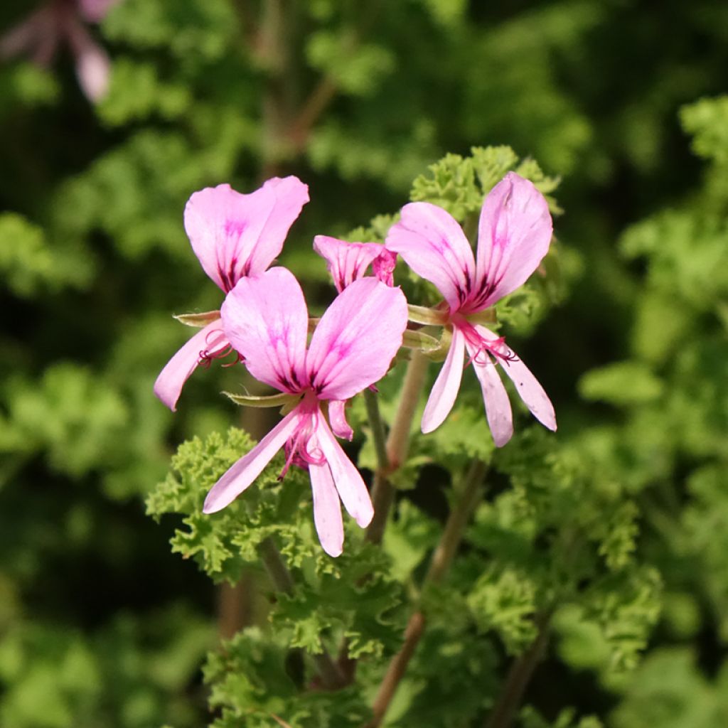 Pelargonium crispum Minor