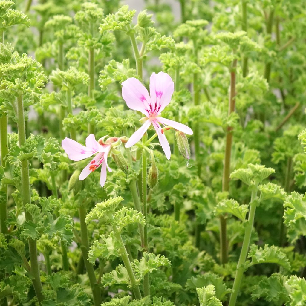 Pelargonium crispum Minor