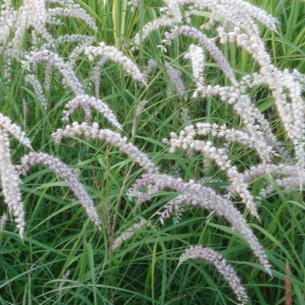 Pennisetum orientale Tall Tails