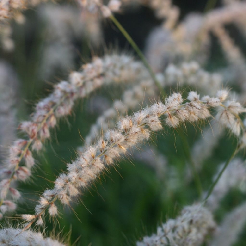 Pennisetum orientale Tall Tails
