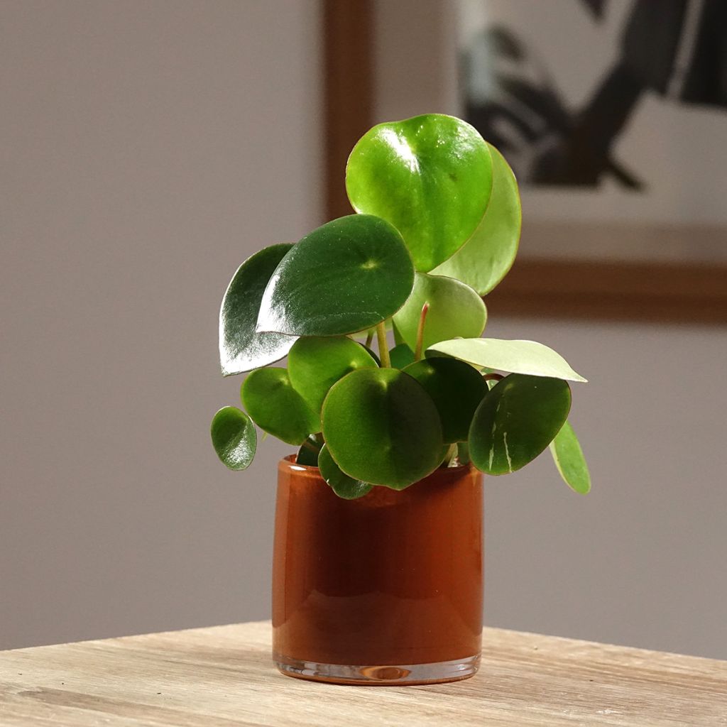 Peperomia arifolia