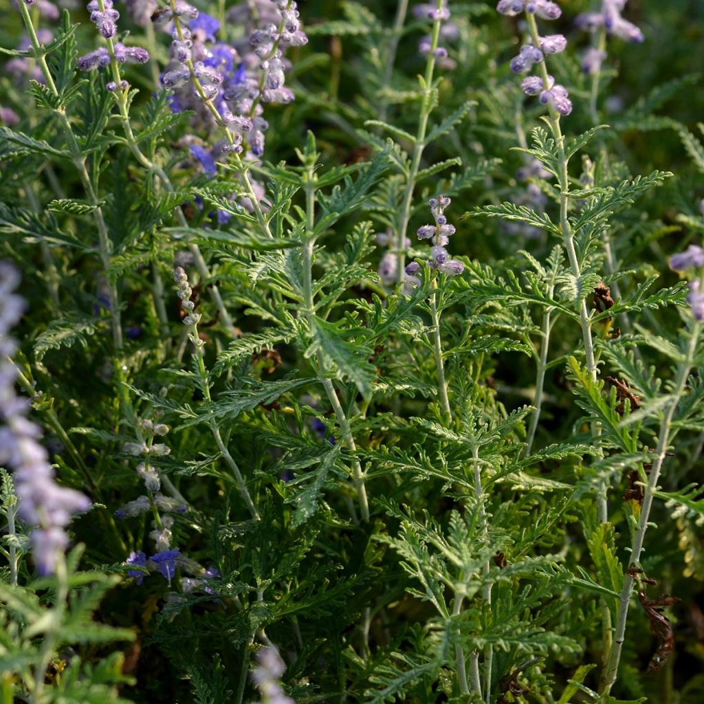 Perovskia atriplicifolia Blue Spire - Salvia russa