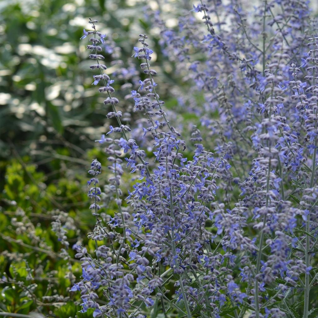 Perovskia atriplicifolia Blue Spire - Salvia russa