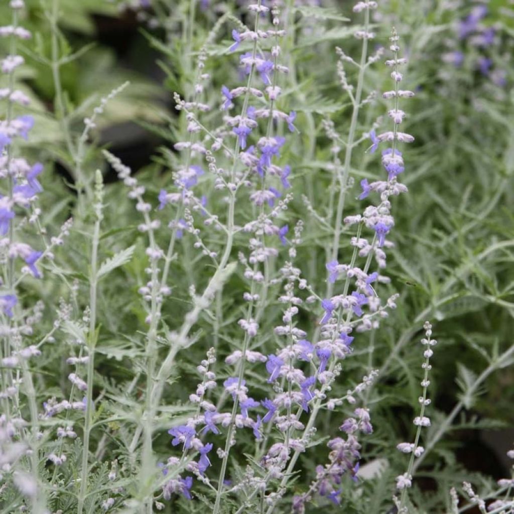 Perovskia atriplicifolia Blue Spire - Salvia russa
