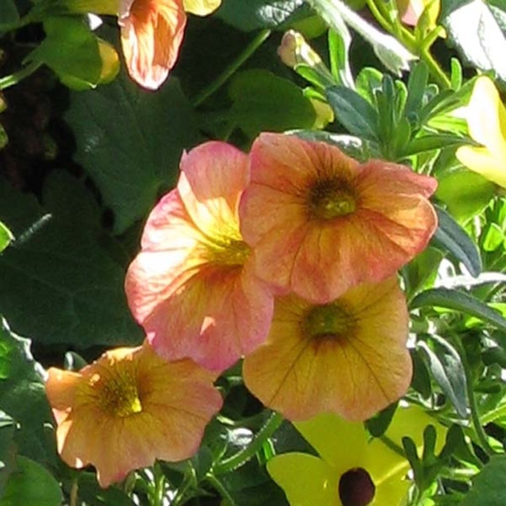 Peturbrachoa Terracota