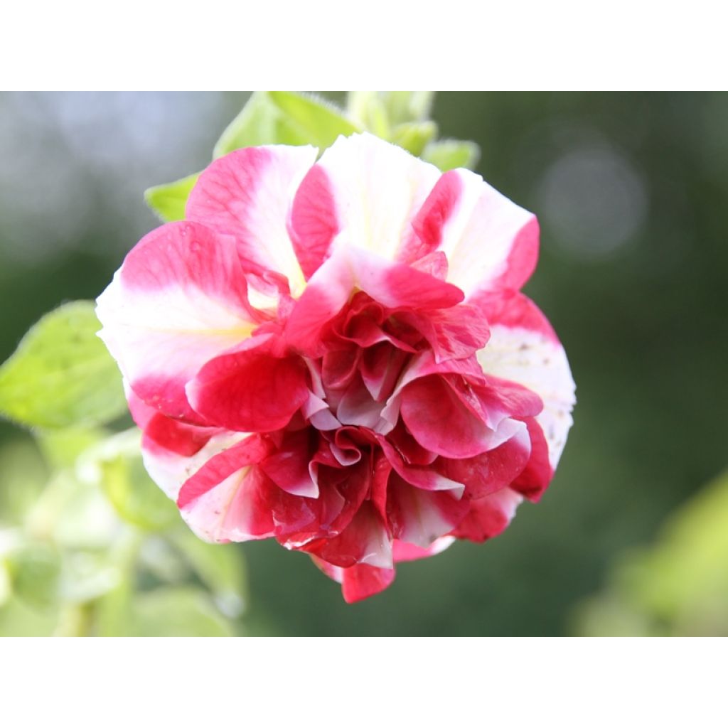 Petunia Tumbelina Cherry Ripple