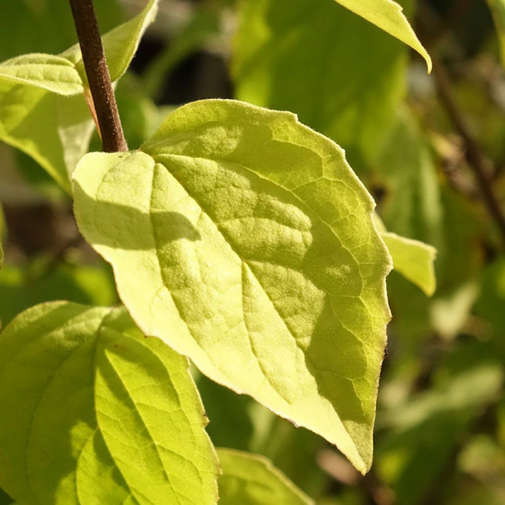 Philadelphus persica Bouquet Blanc - Filadelfo