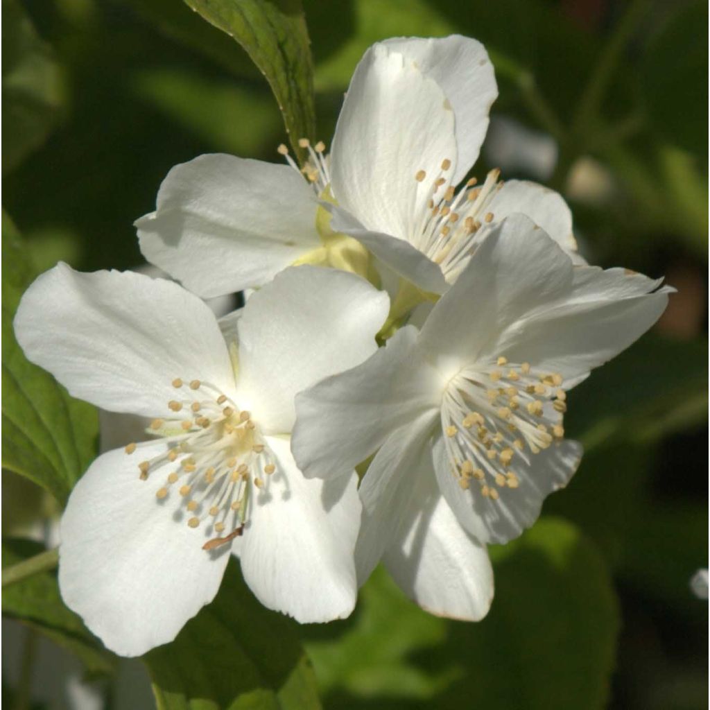 Philadelphus coronarius - Fior d'angiolo