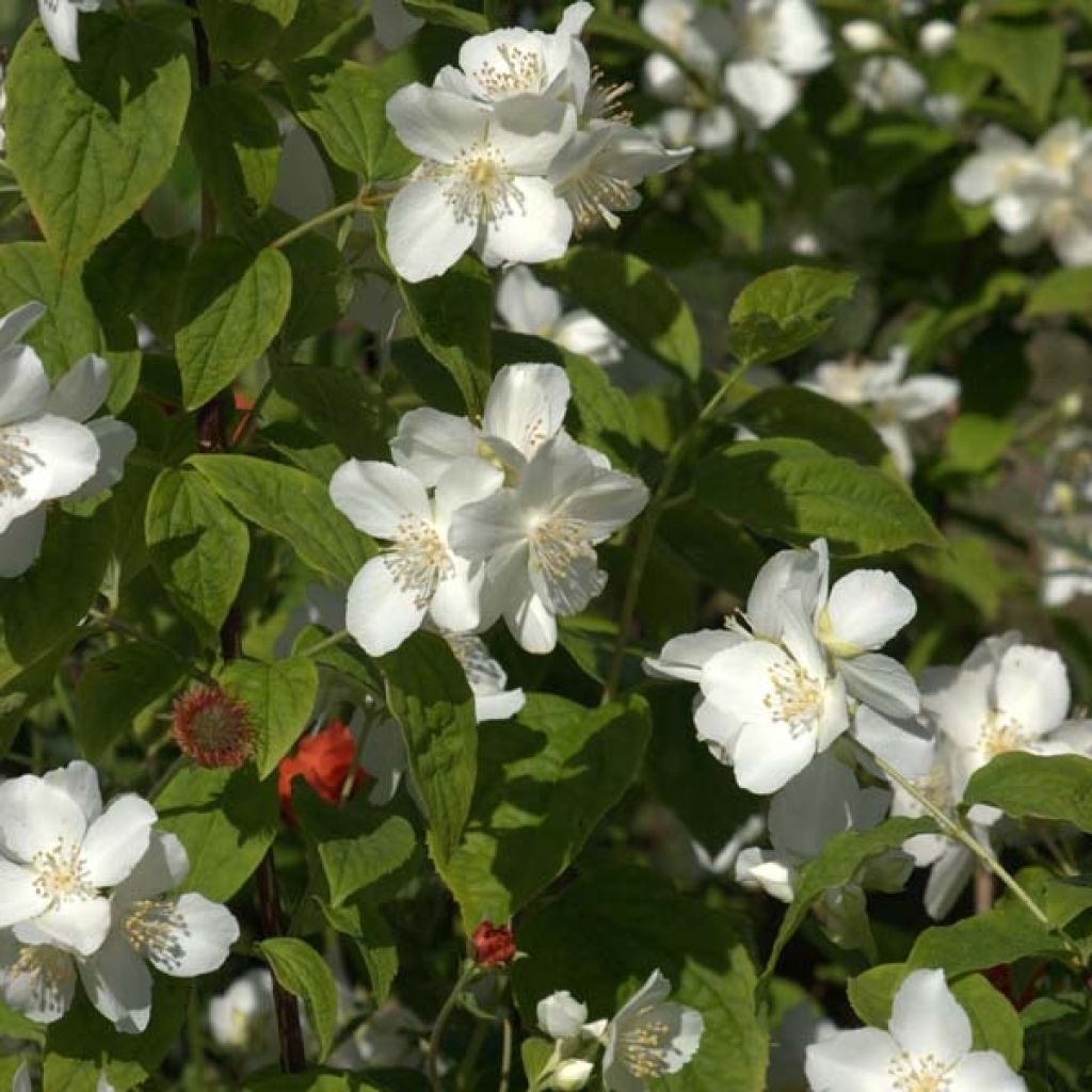 Philadelphus coronarius - Fior d'angiolo