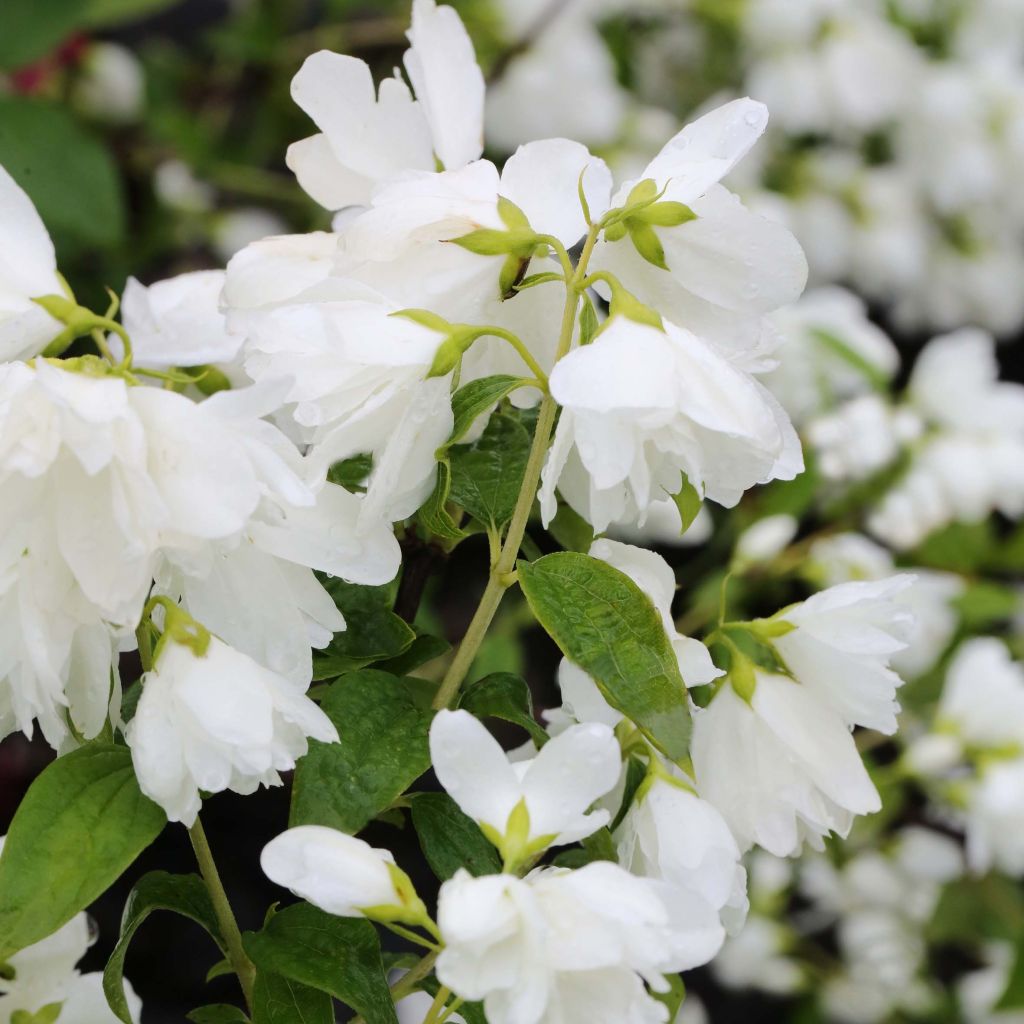 Philadelphus Little White Love - Filadelfo