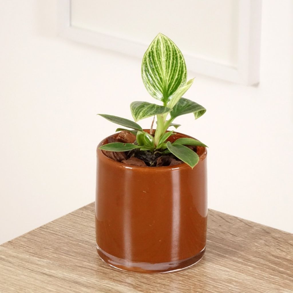 Filodendro - Philodendron White Measure