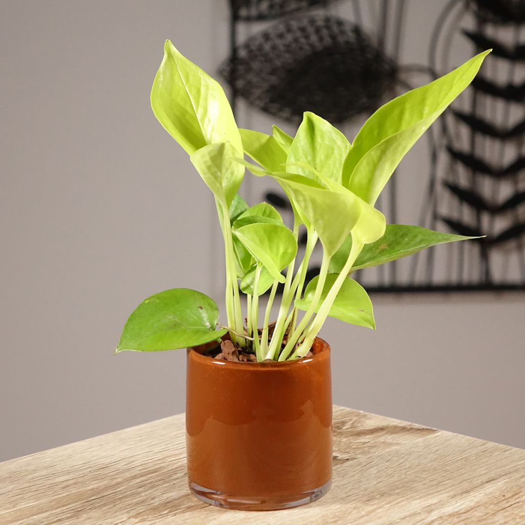 Filodendro - Philodendron Neon