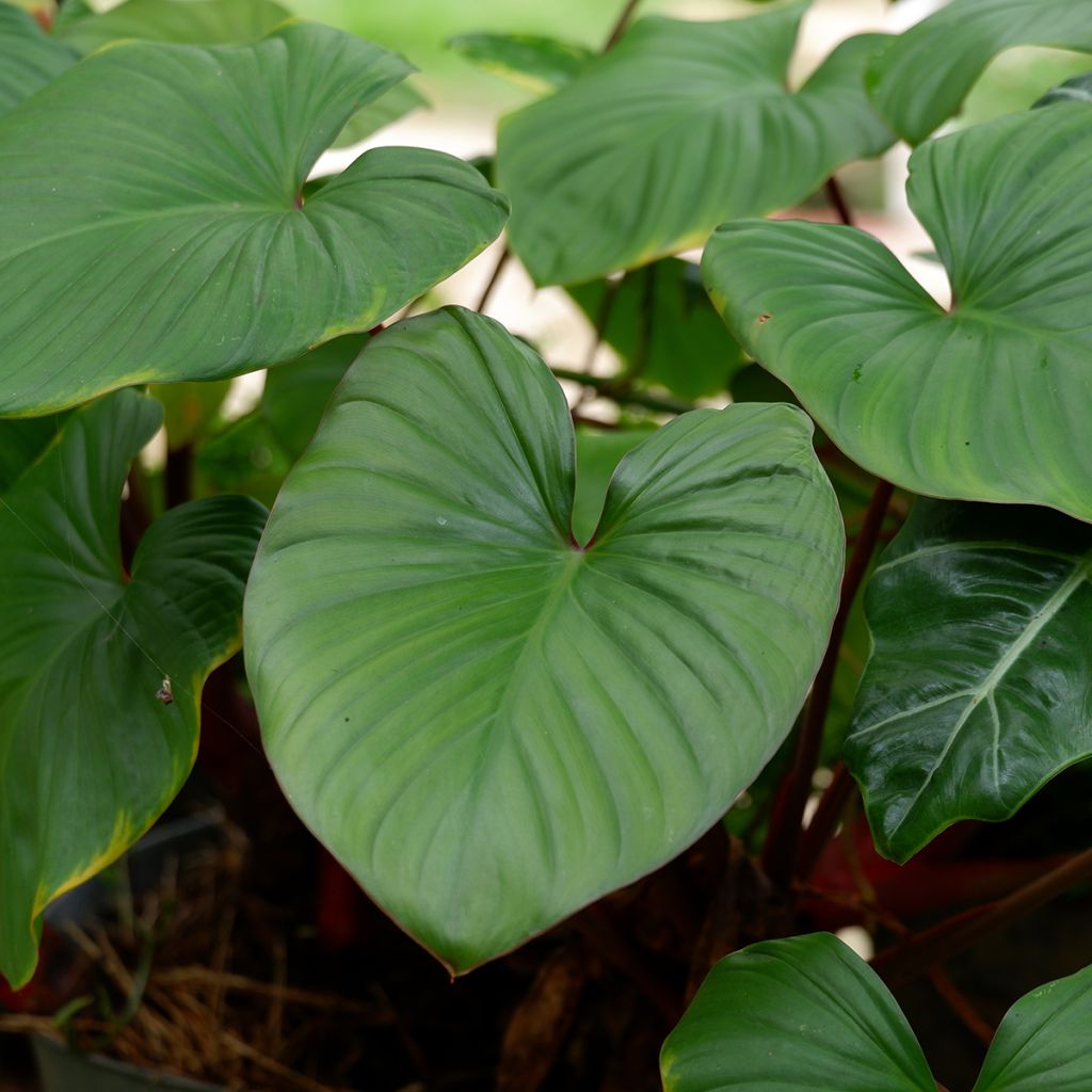 Filodendro - Philodendron squamiferum x serpens