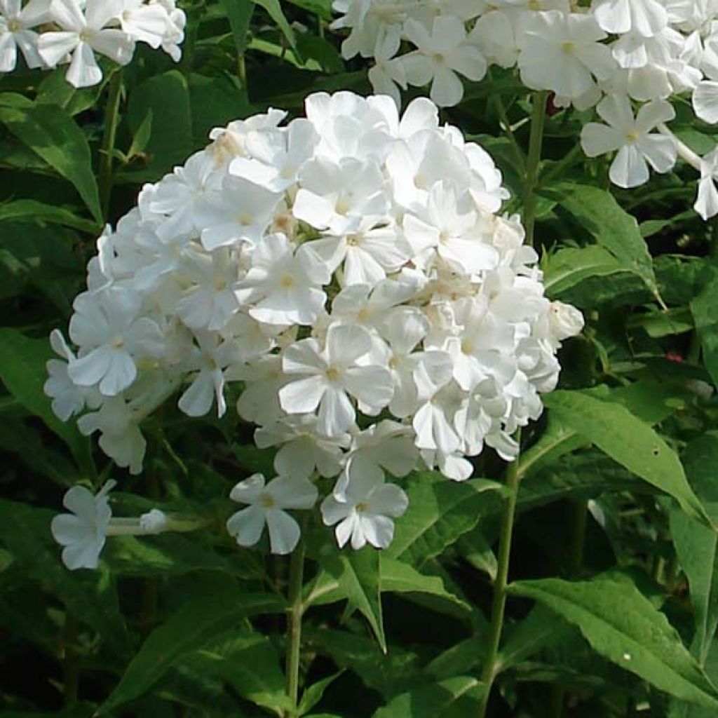 Phlox Anne