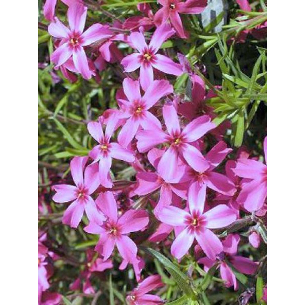 Phlox subulata Scarlet Flame - Muscio rosa