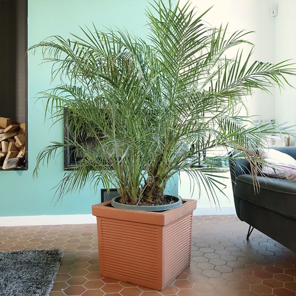 Phoenix roebelinii - Palma da datteri nana