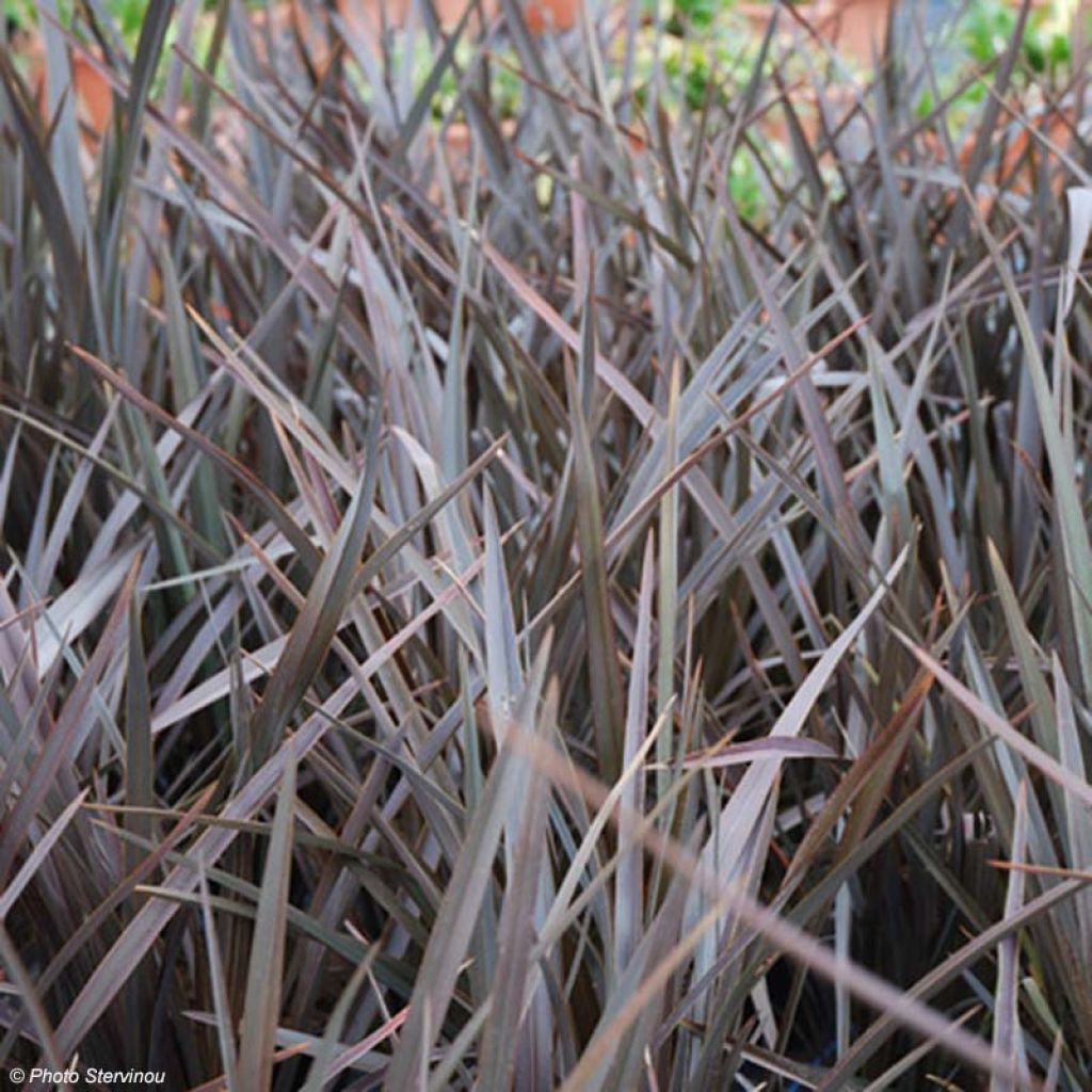 Phormium Dark Delight - Lino della Nuova Zelanda