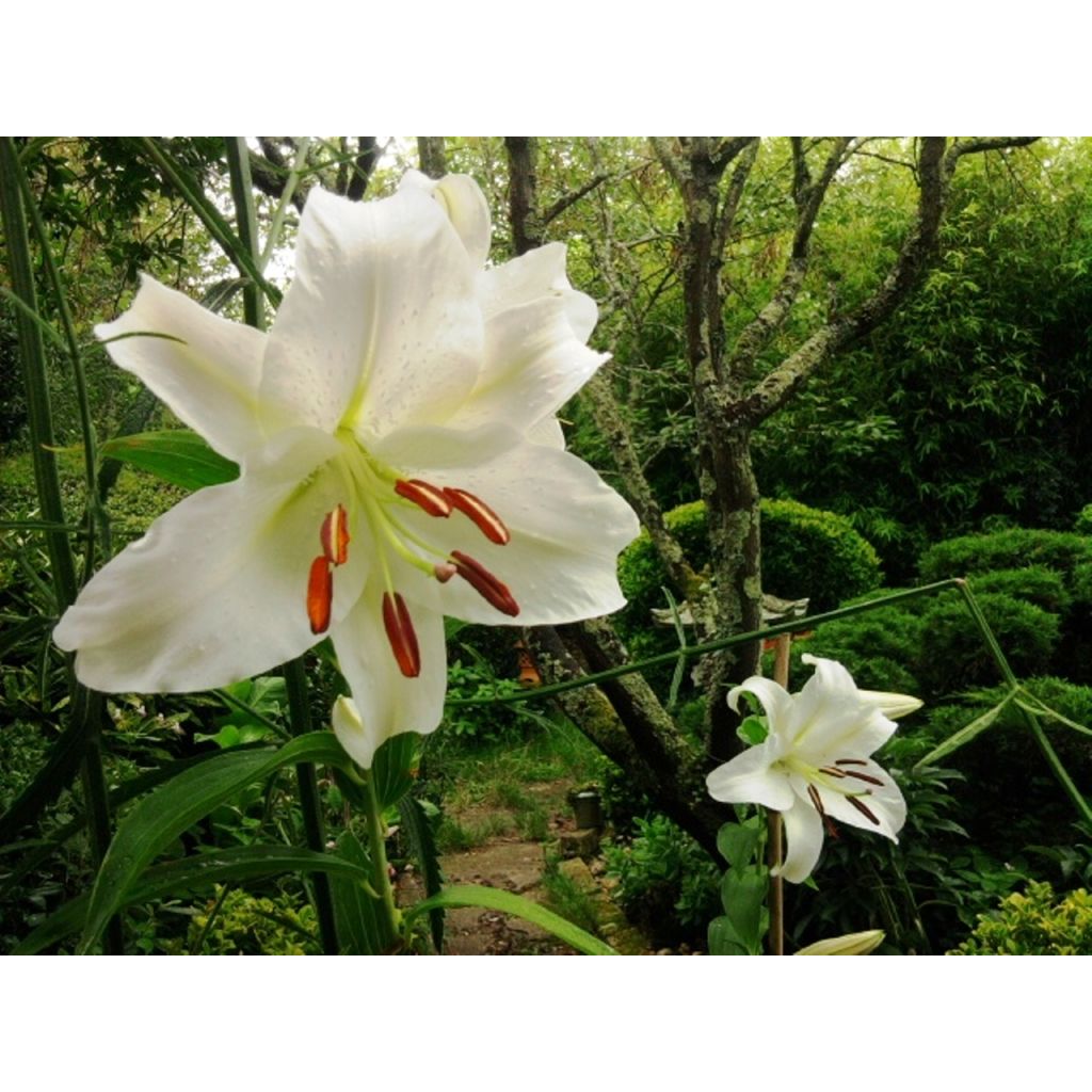 Giglio orientale ibrido Casablanca