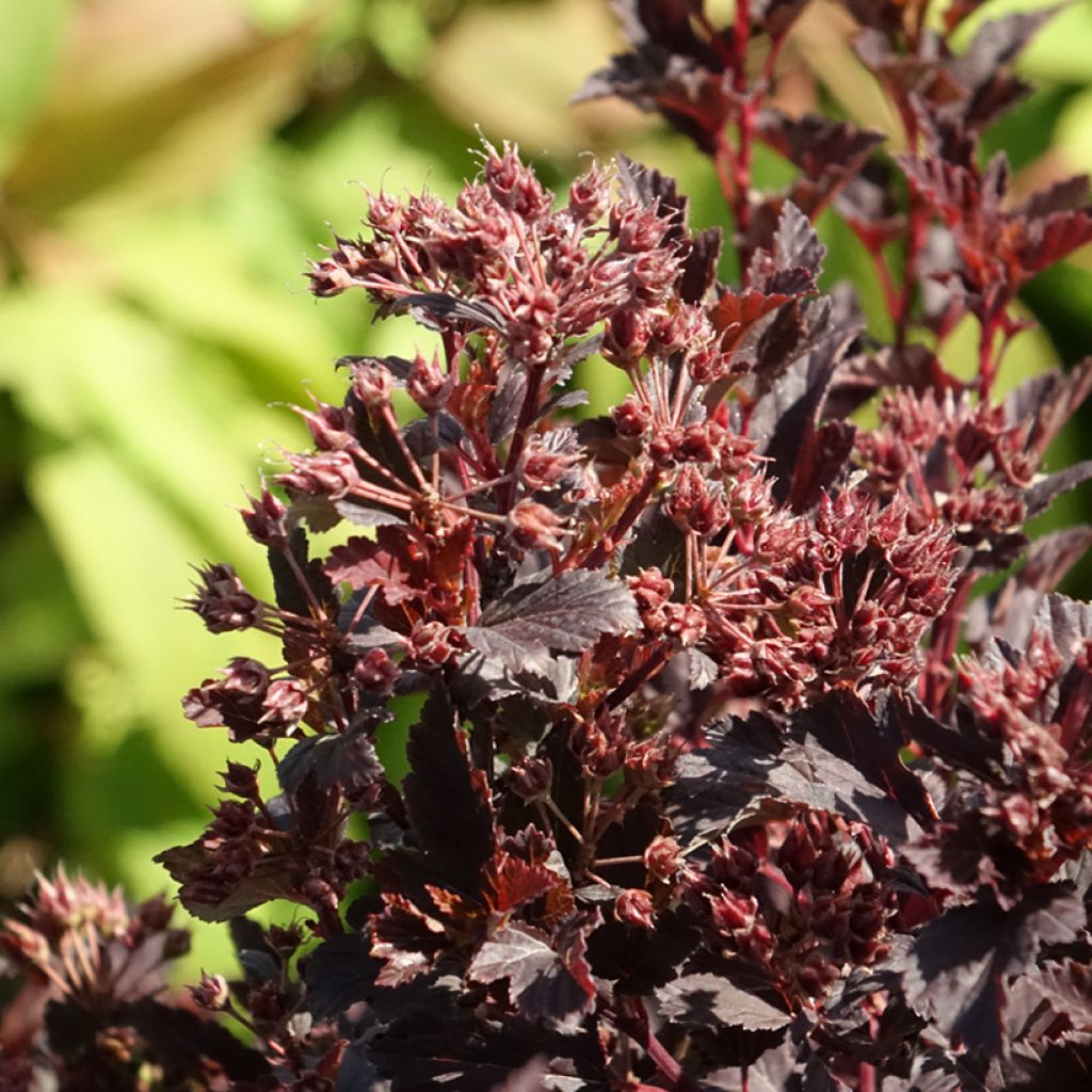 Physocarpus opulifolius Tiny Wine