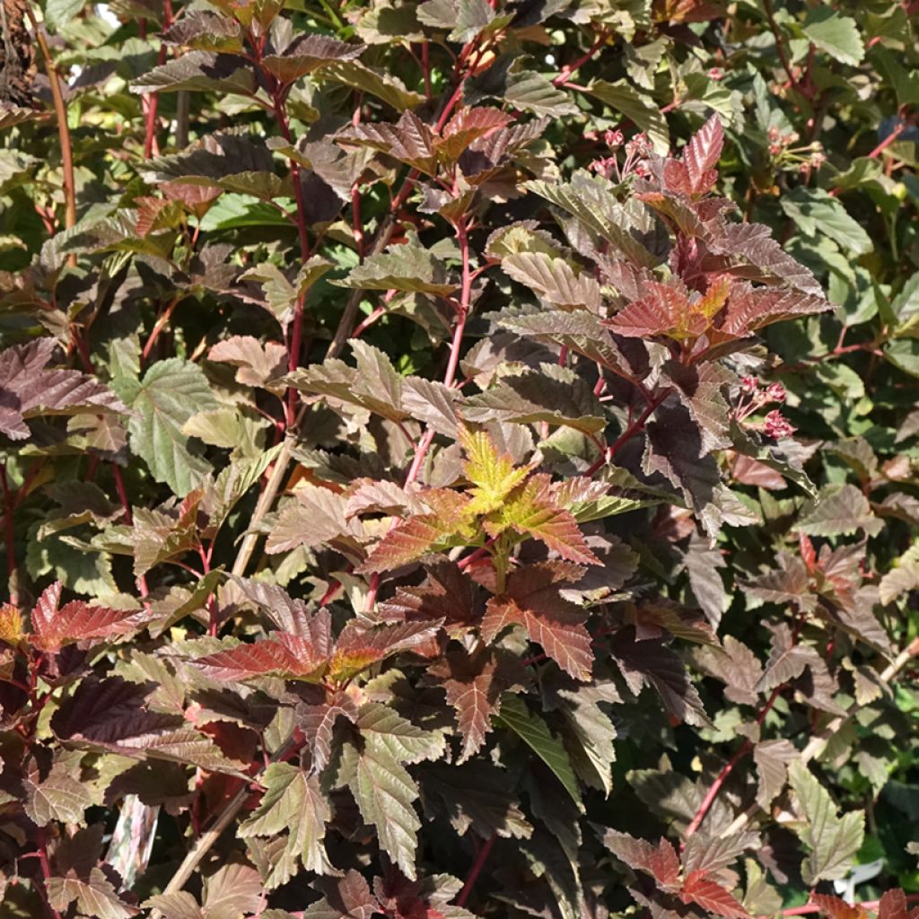 Physocarpus opulifolius Zdechovice