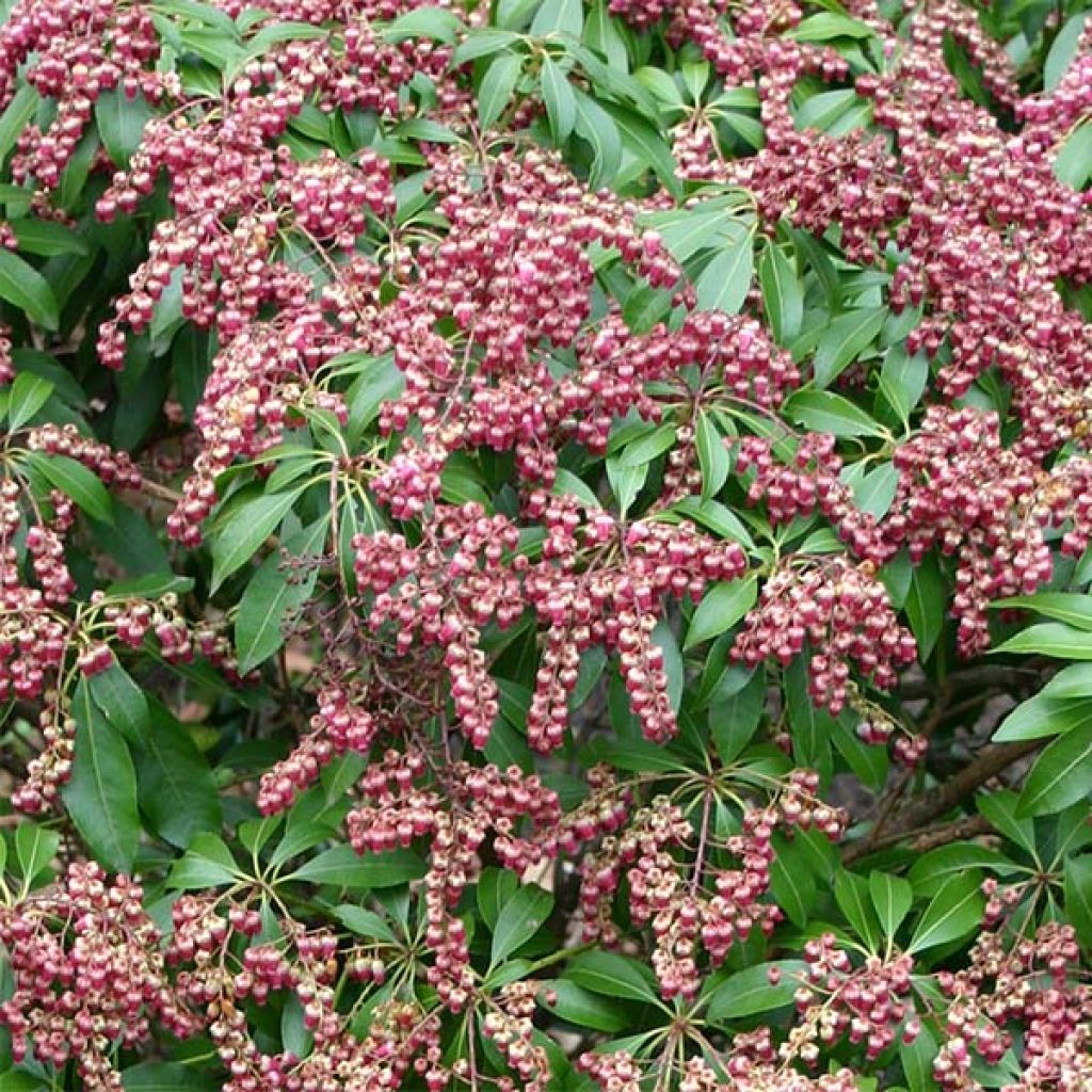 Pieris japonica Valley Valentine