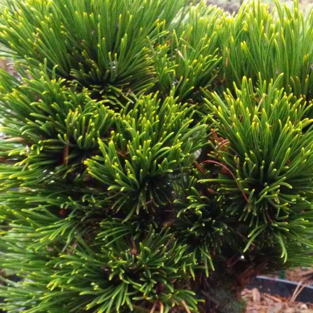 Pinus heldreichii Schmidtii