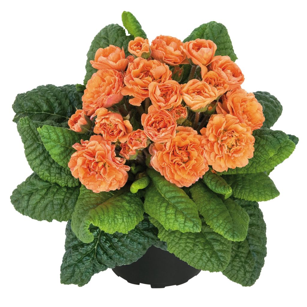 Primula Belarina Sweet Apricot