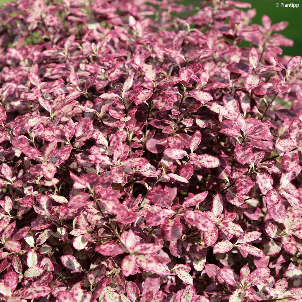 Pittosporum tenuifolium Bannow Bay