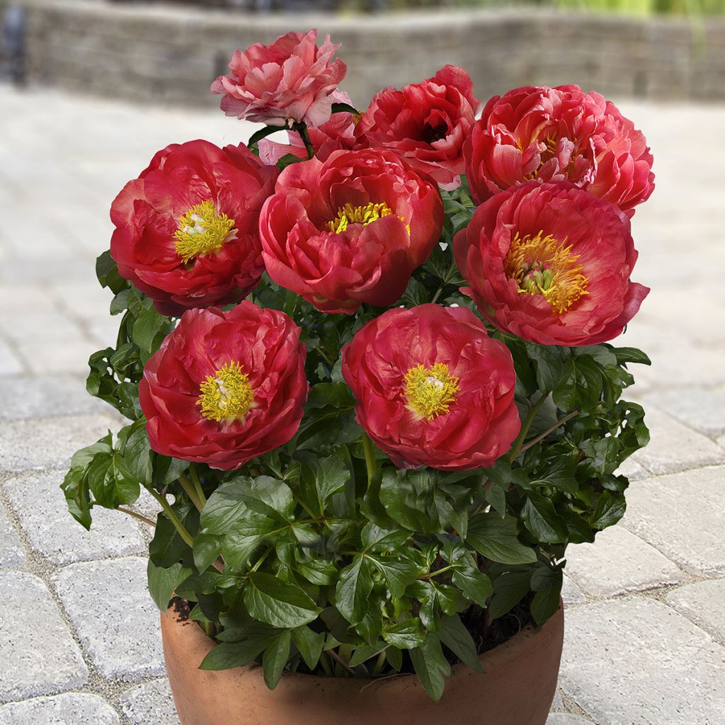 Peonia erbacea Patio Peony Moscow
