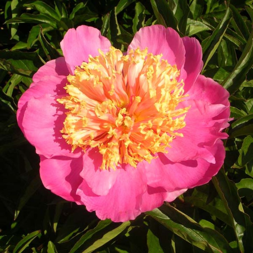 Peonia erbacea Doreen