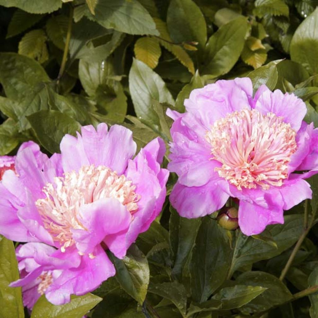 Peonia erbacea Doreen