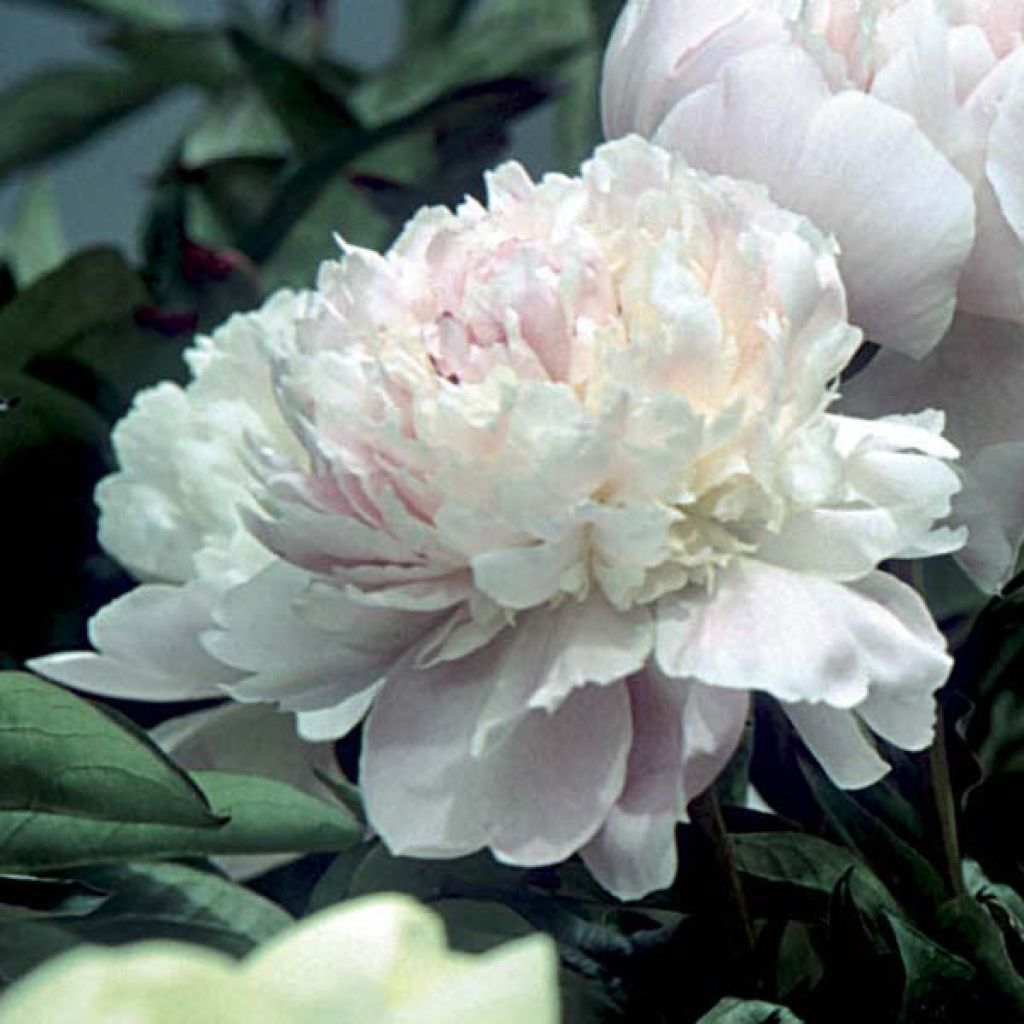 Peonia erbacea Fleur de Pêcher