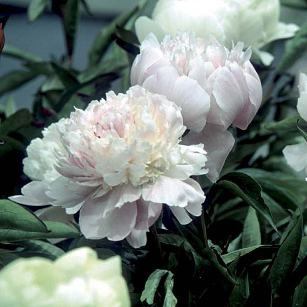 Peonia erbacea Fleur de Pêcher