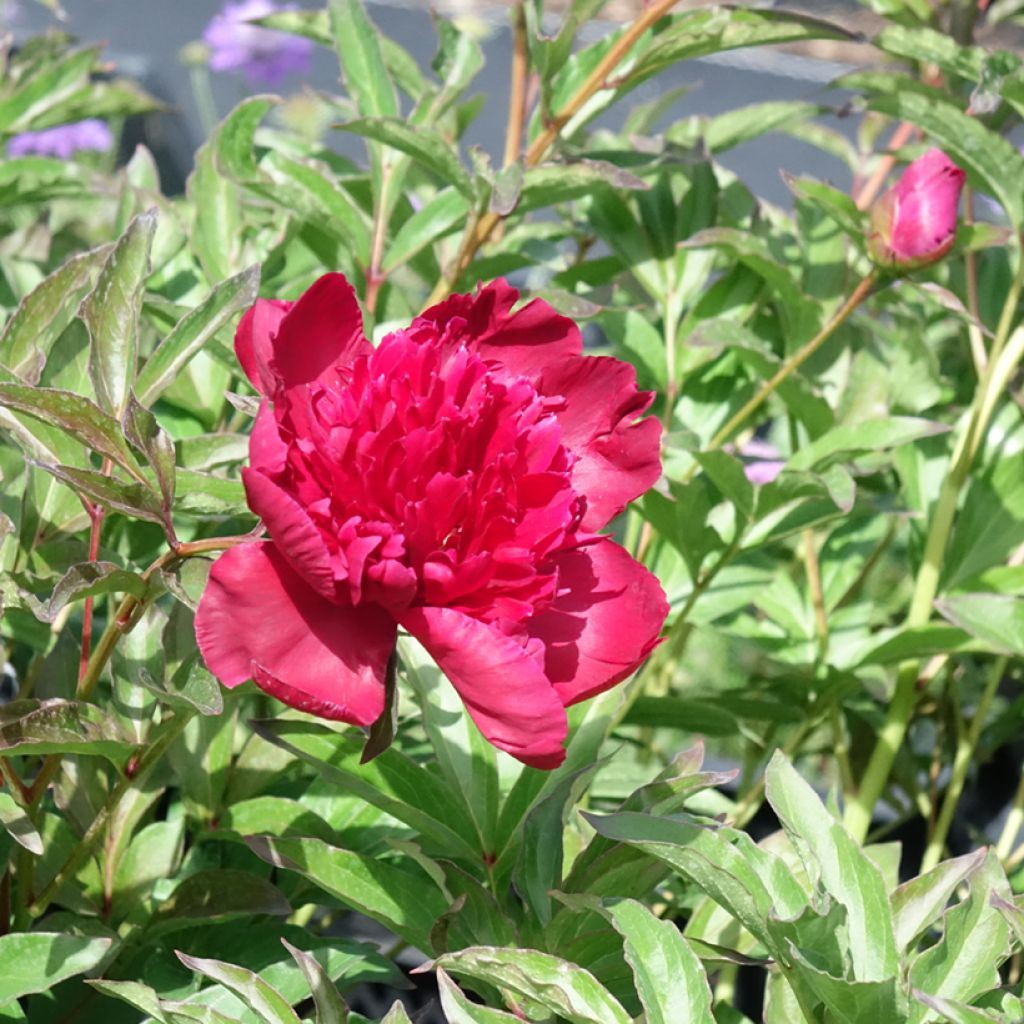 Peonia erbacea Inspecteur Lavergne