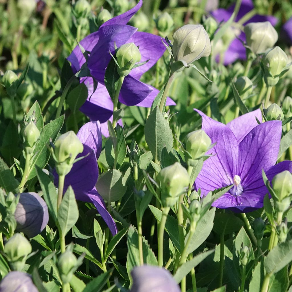 Platycodon grandiflorus Astra Blue - Campanula cinese