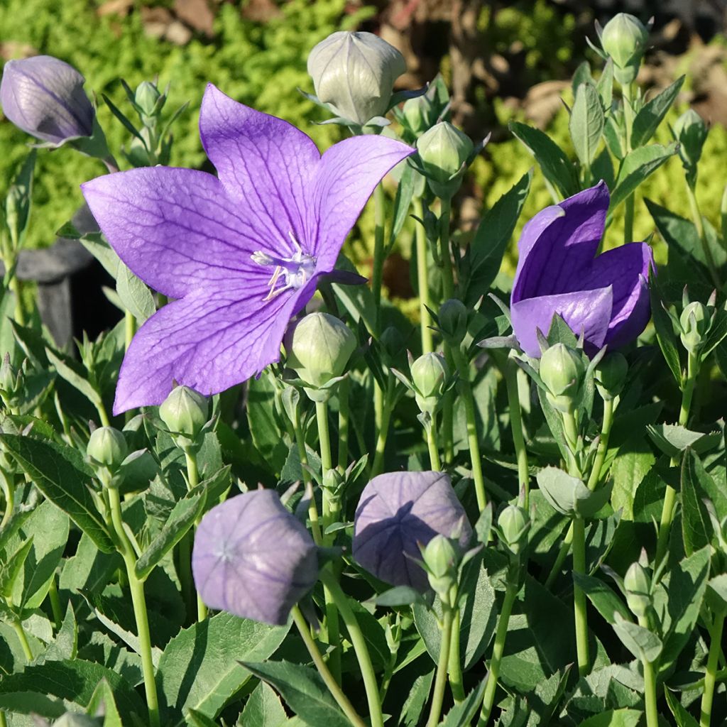 Platycodon grandiflorus Astra Blue - Campanula cinese