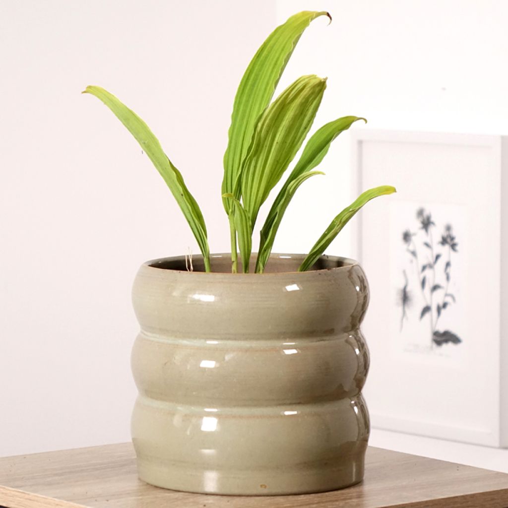 Pleione Glacier Peak