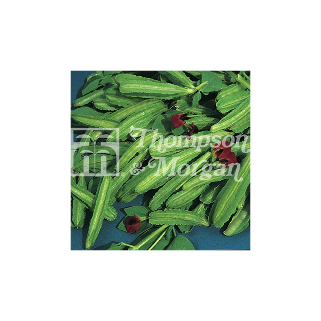 Lotus tetragonolobus purpureus - Girasole