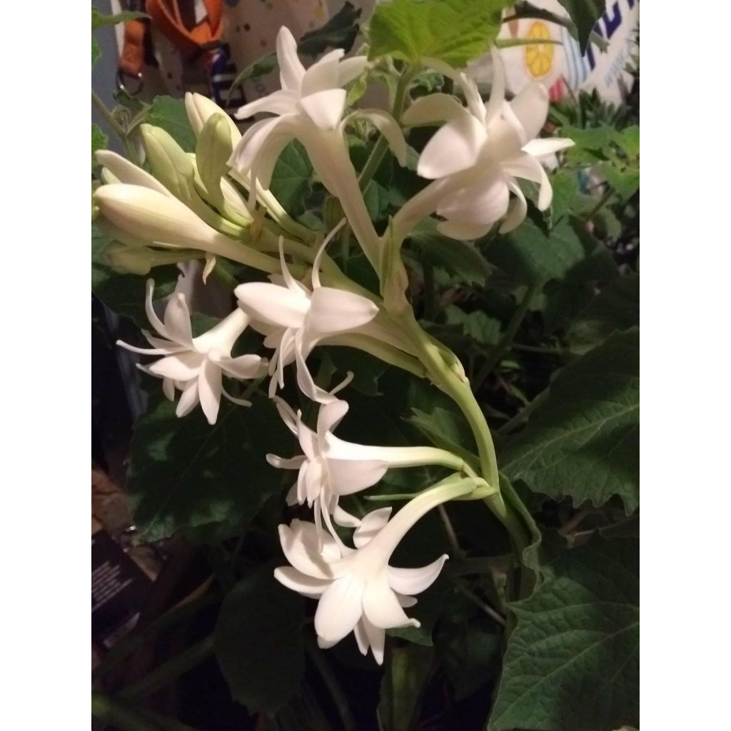 Polyanthes tuberosa The Pearl - Agave amica